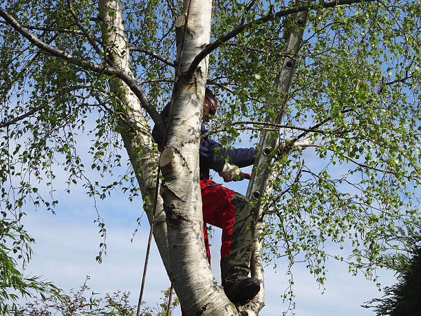 Best Hedge Trimming  in , NV